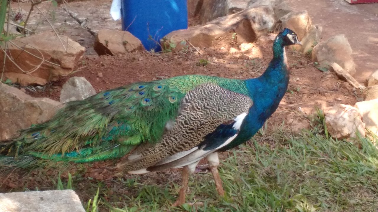 Restaurante Fazenda Do Engenho